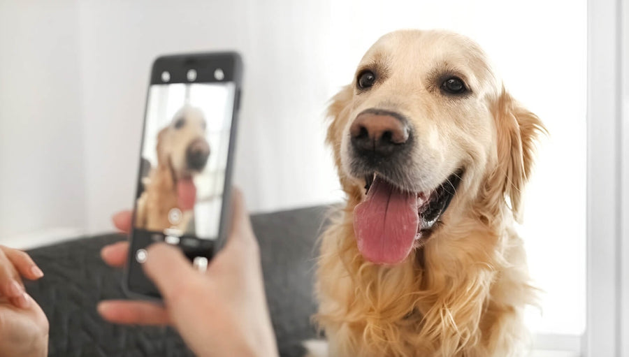 How to Take the Perfect Photo of Your Dog for a Custom Illustration