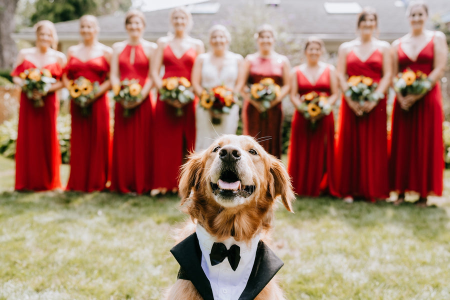 Dog Wedding Photos: Plan the Portraits You Want