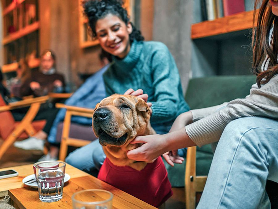Should You Bring Your Dog to Your Wedding? A Behavior Expert's Checklist