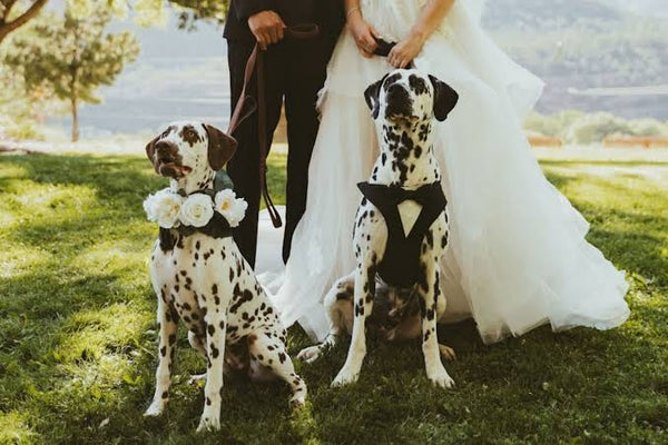 Wedding Dog Chaperones: What to Ask Before You Book