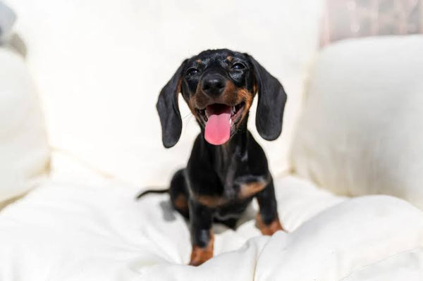Should You Bring Your Dog to Your Wedding?