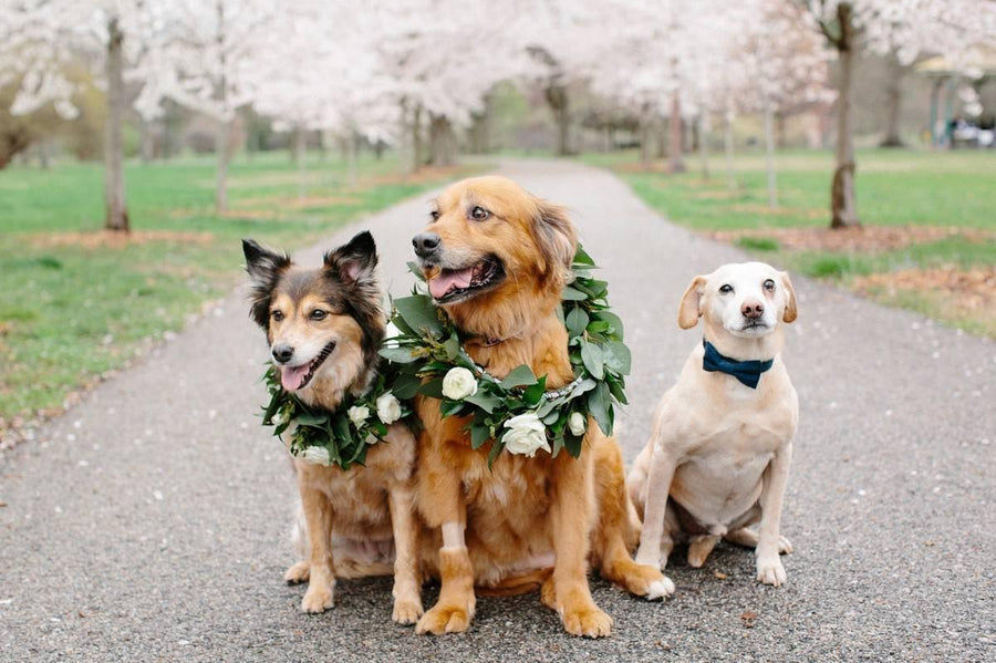 8 Dog Wedding Situations to Plan For