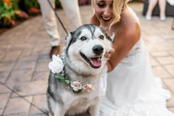 Wedding Planner Dog Tips: A Practical Checklist