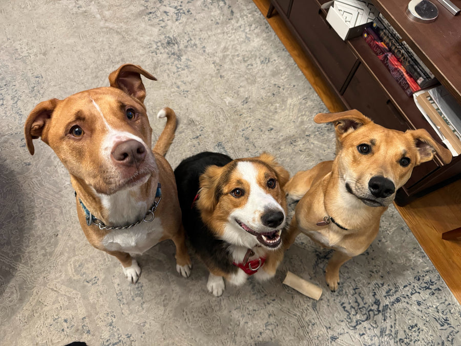3 dogs sitting in a row looking longingly at the camera. 2 pittie mixes and 2 aussie mix