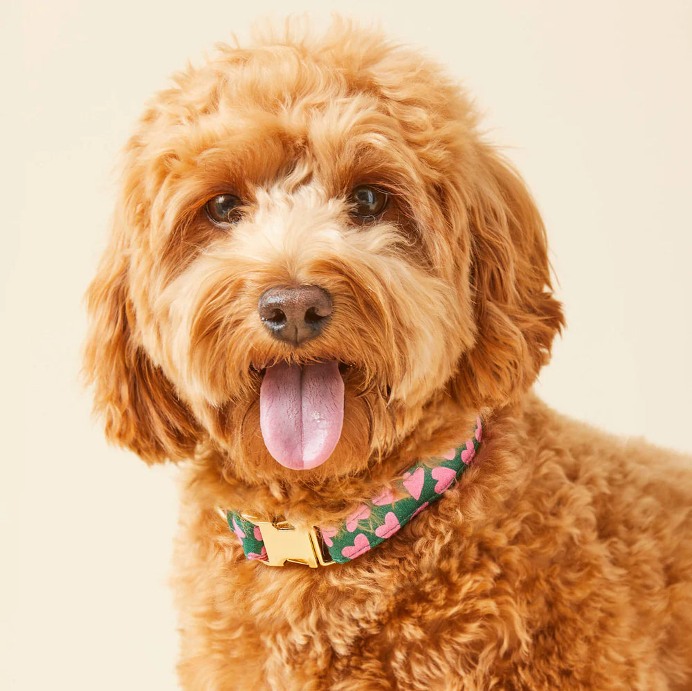 Your dog